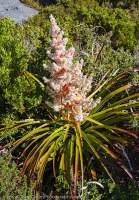 Dracophyllum milliganii in flower, Tasmanian Wilderness World Heritage Area