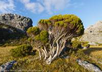 Alpine shrub, Tasmanian Wilderness World Heritage Area