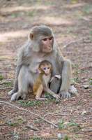 INDIA, Uttaranchal, Ramnagar, Corbett National Park. Macaques monkey & young (Rhesus macaques), Dhikala.