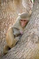 INDIA, Uttaranchal, Ramnagar, Corbett National Park. Macaques monkey (Rhesus macaques) dozing, Dhikala.