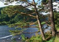 Scots Pine forest, Glendalough, County Wicklow, Ireland.