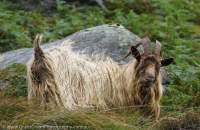 Hairy goat, Glendalough, County Wicklow, Ireland.
