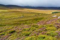 Heather and peatland, Wicklow Mountains, County Wicklow, Ireland.