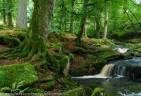 Woodland cascade, Wicklow Mountains, County Wicklow, Ireland.