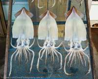 Drying split squid, Kii Peninsula, Japan.