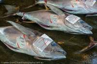 Morning tuna auction, Kii Peninsula, Japan.
