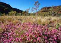 Patch of purple flowers, Dales Gorge, Hamersley Range, Karijini National Park, Western Australia.
