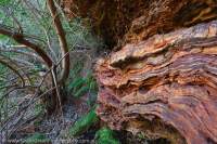 Folding in Banded Iron Formation outcrop & adjacent Fig tree, Dignam Gorge, Hamersley Range, Karijini National Park, Western Australia.