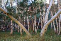 Woodland beside waterhole, Dales Gorge, Hamersley Range, Karijini National Park, Western Australia.