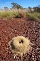 Discarded spinifex fibres at entrance to underground termite nest, Hamersley Range, Karijini National Park, Western Australia.