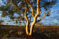 Snappy Gum tree at sunset, Hamersley Range, Karijini National Park, Western Australia.