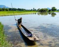 Traditional wooden boat and flooded rice fields.