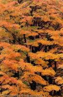 ARGENTINA, Lake District, Comarca Andina, El Bolson. Autumn colour of Lenga (Nothofagus), Hielo Azul circuit walk.