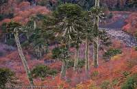 CHILE, Lakes District, Parque Nacional Conguillio. Highland Pehuen (Araucaria) & Lenga (Nothofagus) trees in autumn, Sierra Nevada