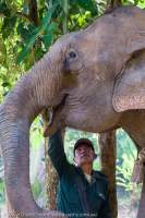 Elephant Conservation Centre, Sayaboury, Laos