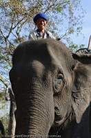 LAOS, Champasak, Kiet Ngong. Mahout atop his Asian Elephant.