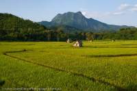 Rice fields near Nong Kiaw, Laos