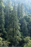 Coniferous forest, Manaslu Circuit trek, Nepal