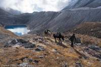 Pack-horses beside Larkya Glacier lateral moraine & lake, Manaslu Circuit trek, Nepal