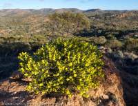 Flowering wattle (Acacia sp.), Mawson Plateau, northern Flinders Ranges.
