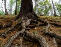 NEPAL, Mugu. Exposed roots of large pine tree.