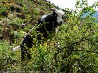 NEPAL, Mugu. Goat reacing to graze higher leaves.