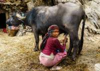 NEPAL, Mugu. Woman milking buffalo.