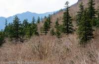 NEPAL, Mugu. Highland forest, leafless Birch canopy with emergent pine trees.