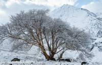 NEPAL, Mugu. Highland Birch tree below Chyarga La pass after fresh snow-fall.