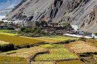 NEPAL. Kagbeni Tibetan-style fortified village with fields ready for harvest, Kali Gandaki valley. Mustang.