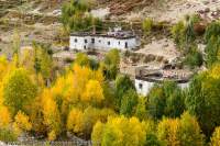 NEPAL. Trees in autumn colour surround Tibetan-style flat-roofed houses, Mustang.
