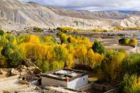 NEPAL. Trees in autumn colour amongst harvested fields and Tibetan-style houses on floor of broad valley, Mustang.