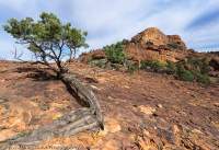Cypress Pine and exfoliating sandstone at Wana Karnu (Boomerang Rock), Mutawintji National Park.