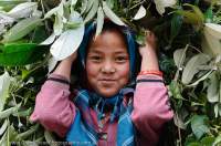 NEPAL. Girl with load of foliage, Makalu Base Camp Trek.