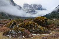 NEPAL. Mossy boulders, Barun valley, Makalu Base Camp Trek, Makalu - Barun National Park.