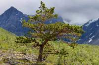 NORWAY, Troms, Lyngsalpan (Lyngen Alps). Scots Pine tree growing on moraine terrace, Strupskardelva.