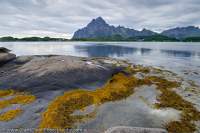 NORWAY, Nordland. Lofoten Islands, Austvagoy. Seaweed & coastal outcrop, Vagakallen (948m) beyond.