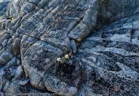 Glaciated gneiss outcrop, Hunter Mountains, Southland, New Zealand.