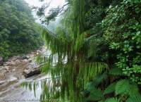 Rimu & rainforest, Ngakawau River gorge, Charming Creek Walkway, Buller, New Zealand.