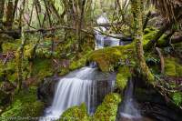 Cradle Mtn - Lk St Clair National Park, Tasmanian Wilderness World Heritage Area.