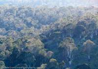 Highland eucalypt canopy, Serpentine valley, Central Highlands, Tasmania