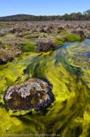 AUSTRALIA, Tasmania, Central Plateau. Algae & lichen-covered dolerite boulder, Skullbone Plains. TLC land.