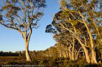 AUSTRALIA, Tasmania, Central Plateau. Snowgum woodland fringing alpine plain, Skullbone Plains. TLC land.