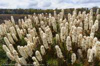 Flowering scoparia, Skullbone Plains, Central Plateau, Tasmania