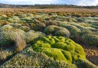 Cushion plant & Pineapple Grass moorland, Skullbone Plains, Central Plateau, Tasmania
