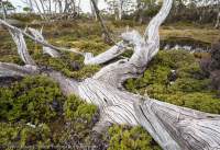 Central Plateau, Tasmanian Wilderness World Heritage Area.