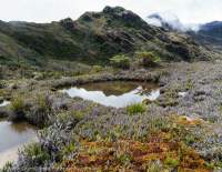 Alpine tarn & moss, Star Mountains, Papua New Guinea.