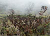 Alpine vegetation, Mt Scorpio, Star Mountains, Papua New Guinea.