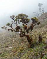 Mossy tree & alpine vegetation, Star Mountains, Papua New Guinea.