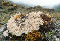 Alpine moss & lichen 'garden', Mt Scorpio, Star Mountains, Papua New Guinea.